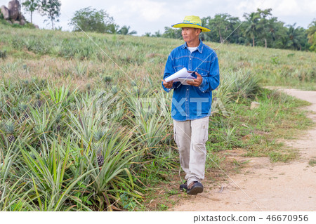 A farmer survey his pineapple farm. A farmer survey his pineapple farm. 46670956