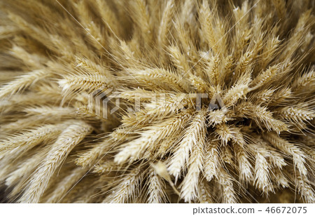 Dry wheat in freshly harvested branch Dry wheat in freshly harvested branch 46672075