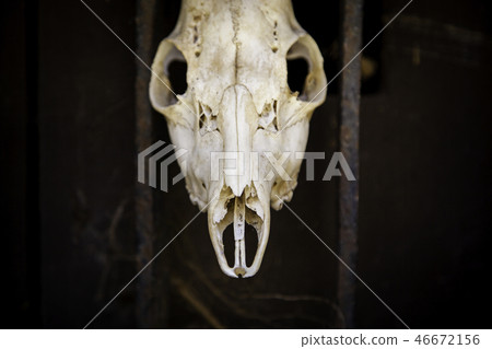 Goat skulls for terrifying decoration Goat skulls for terrifying decoration 46672156