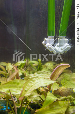 Cleaning the glasses in the aquarium from algae using a scraper 46672513
