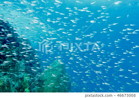 一群少年nembutsudai（hayama） 46673008