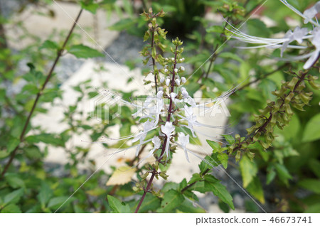 Orthosiphon Stamineus herb or java tee plant  46673741
