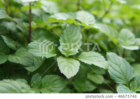 Orthosiphon Stamineus herb or java tee plant Orthosiphon Stamineus herb or java tee plant 46673748