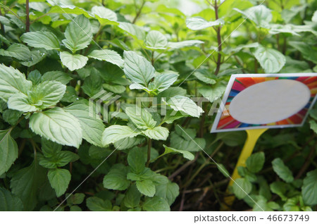 Orthosiphon Stamineus herb or java tee plant Orthosiphon Stamineus herb or java tee plant 46673749
