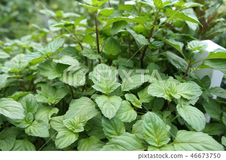 Orthosiphon Stamineus herb or java tee plant Orthosiphon Stamineus herb or java tee plant 46673750