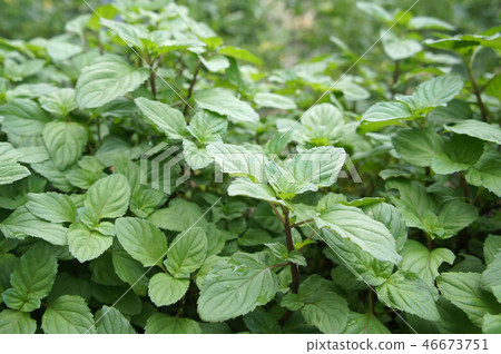 Orthosiphon Stamineus herb or java tee plant Orthosiphon Stamineus herb or java tee plant 46673751