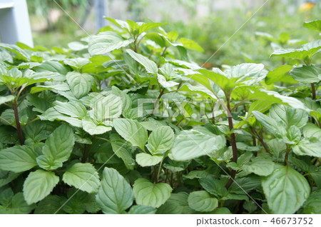 Orthosiphon Stamineus herb or java tee plant Orthosiphon Stamineus herb or java tee plant 46673752