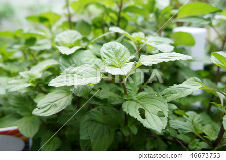 Orthosiphon Stamineus herb or java tee plant  46673753