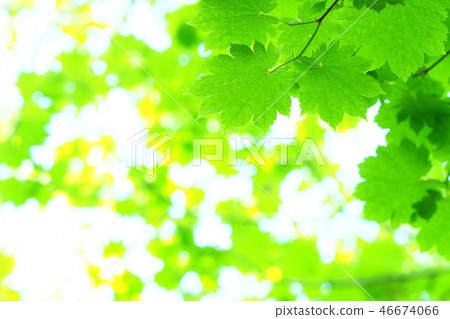 Fresh green (maple) Fresh green (maple) 46674066