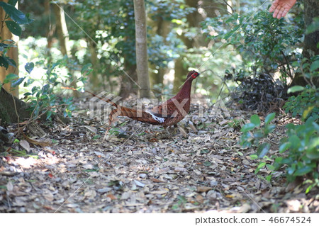 Koshijiro Yamadori Koshijiro Yamadori 46674524