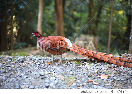 Koshijiro Yamadori Koshijiro Yamadori 46674544