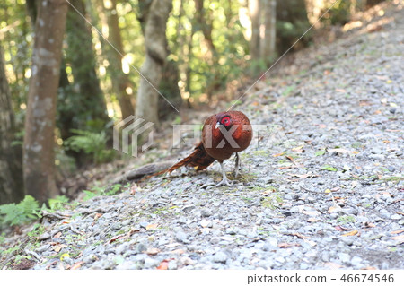 Koshijiro Yamadori 46674546