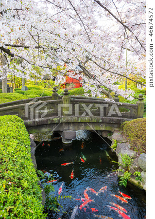 Senso-ji Temple Sakura and Ishibashi (Taito-ku, Tokyo) Spring 2018 Senso-ji Temple Sakura and Ishibashi (Taito-ku, Tokyo) Spring 2018 46674572