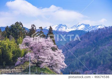 Nakanoichi Nashiro Sakura和Yukiyama 46674586