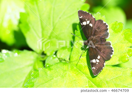 Diamondsensei 46674709