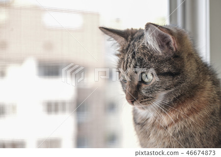 A cat sits on a window sill 46674873