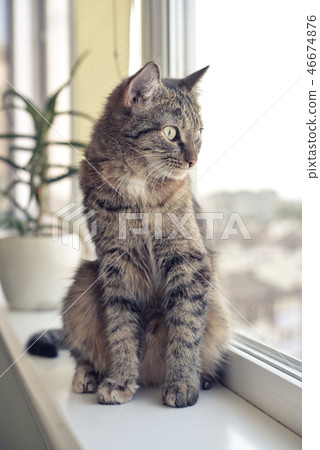 A cat sits on a window sill 46674876