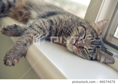 Cute cat sleeping Cute cat sleeping 46674878