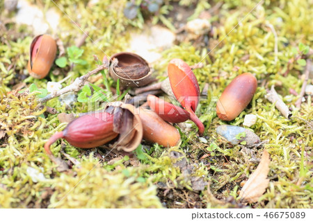 Acorn that sprouts Acorn that sprouts 46675089