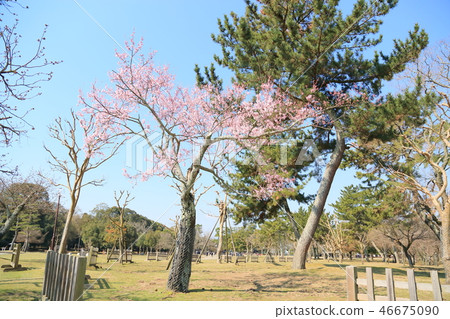Kuju Sakura Full Bloom Kuju Sakura Full Bloom 46675090