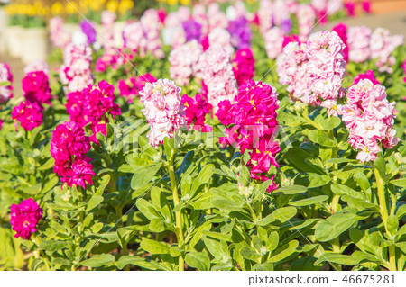 Cheiransasu 46675281