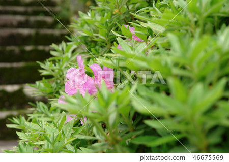 Tottori Four Seasons Walk Spring Flower 46675569