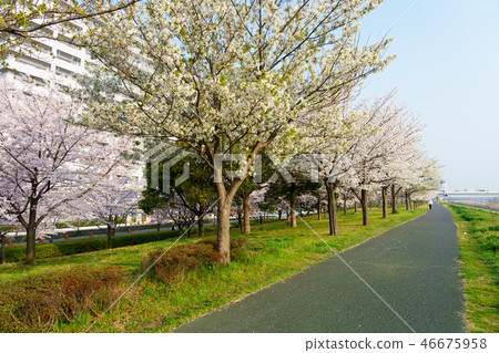 Komatsugawa Senbonzakura Komatsugawa Senbonzakura 46675958