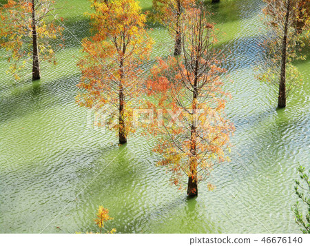 苗栗三灣獅頭山南庄仙山雪見卓蘭 46676140