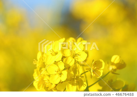 Rape blossoms Rape blossoms 46676488