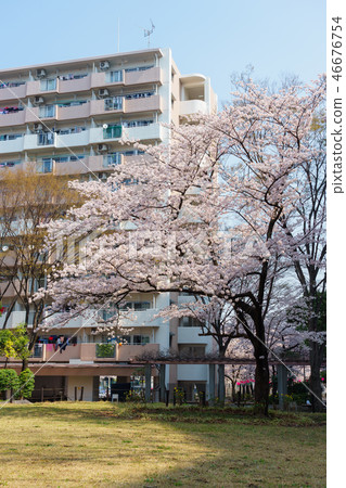 Funabori 1-chome cherry blossom Funabori 1-chome cherry blossom 46676754