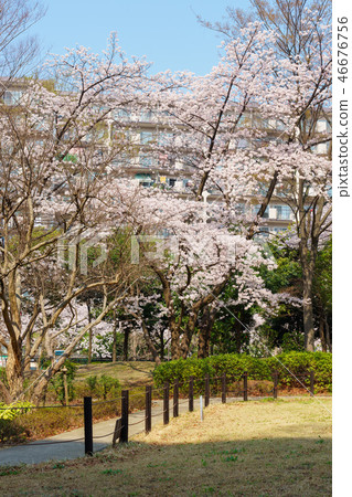 Funabori 1-chome cherry blossom Funabori 1-chome cherry blossom 46676756