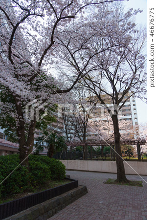 Funabori 1-chome cherry blossom 46676775