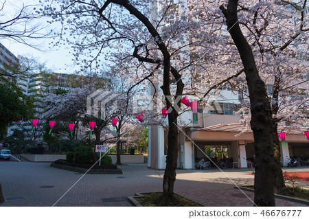 Funabori 1丁目櫻花 46676777