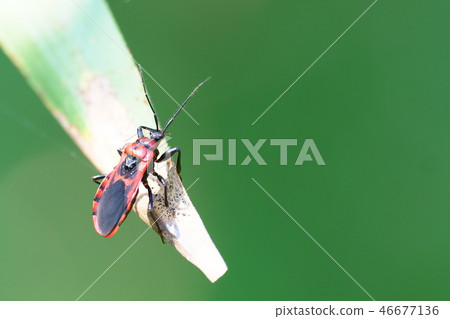 red striped tortoise red striped tortoise 46677136