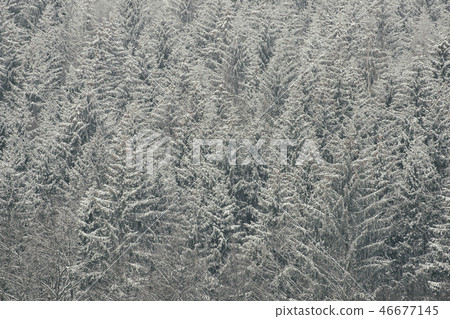 Snow-covered tops of firs. Thick coniferous forest Snow-covered tops of firs. Thick coniferous forest 46677145