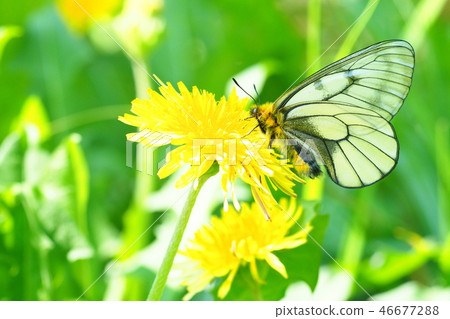 Anemone butterfly and dandelion flower 46677288