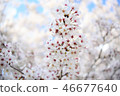 雪撤退 46677640
