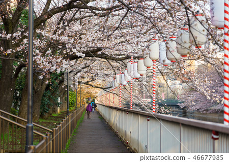 Monzen Nakacho·Edo Fukagawa Sakura Festival 46677985