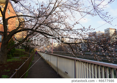 Monzen Nakacho·Edo Fukagawa Sakura Festival 46677986