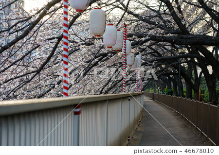Monzen Nakacho · Edo Fukagawa Sakura Festival 46678010