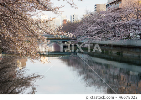 Monzen Nakacho·Edo Fukagawa Sakura Festival Monzen Nakacho·Edo Fukagawa Sakura Festival 46678022