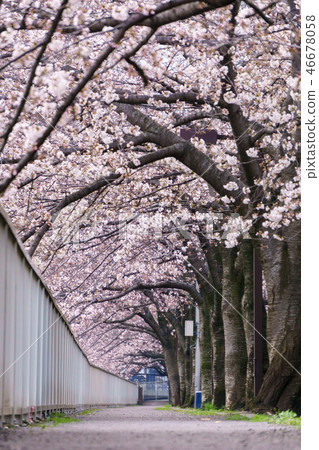 Monzen Nakacho · Edo Fukagawa Sakura Festival Monzen Nakacho · Edo Fukagawa Sakura Festival 46678058
