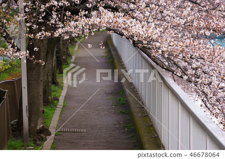 Monzen Nakacho·Edo Fukagawa Sakura Festival Monzen Nakacho·Edo Fukagawa Sakura Festival 46678064