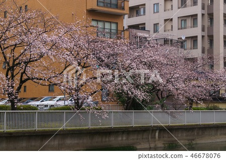 Monzen Nakacho · Edo Fukagawa Sakura Festival Monzen Nakacho · Edo Fukagawa Sakura Festival 46678076