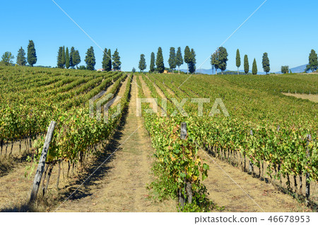 Vineyard in Chianti region. Tuscany. Italy Vineyard in Chianti region. Tuscany. Italy 46678953