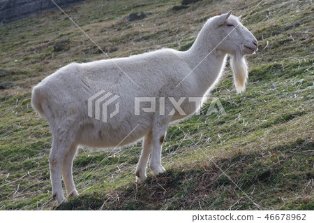 Goat Goat 46678962