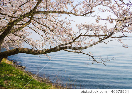 櫻花在湖邊 櫻花在湖邊 46678964
