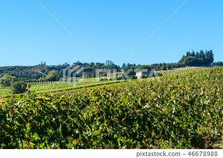 Vineyard in Chianti region. Tuscany. Italy 46678988