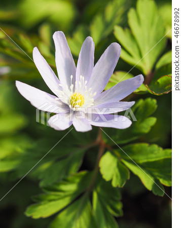 Chrysanthemums Chrysanthemums 46678992