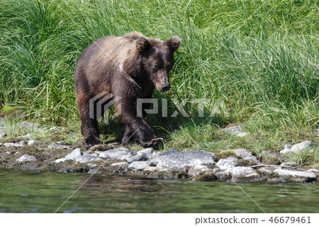 Kamchatka brown bear walks Kamchatka brown bear walks 46679461